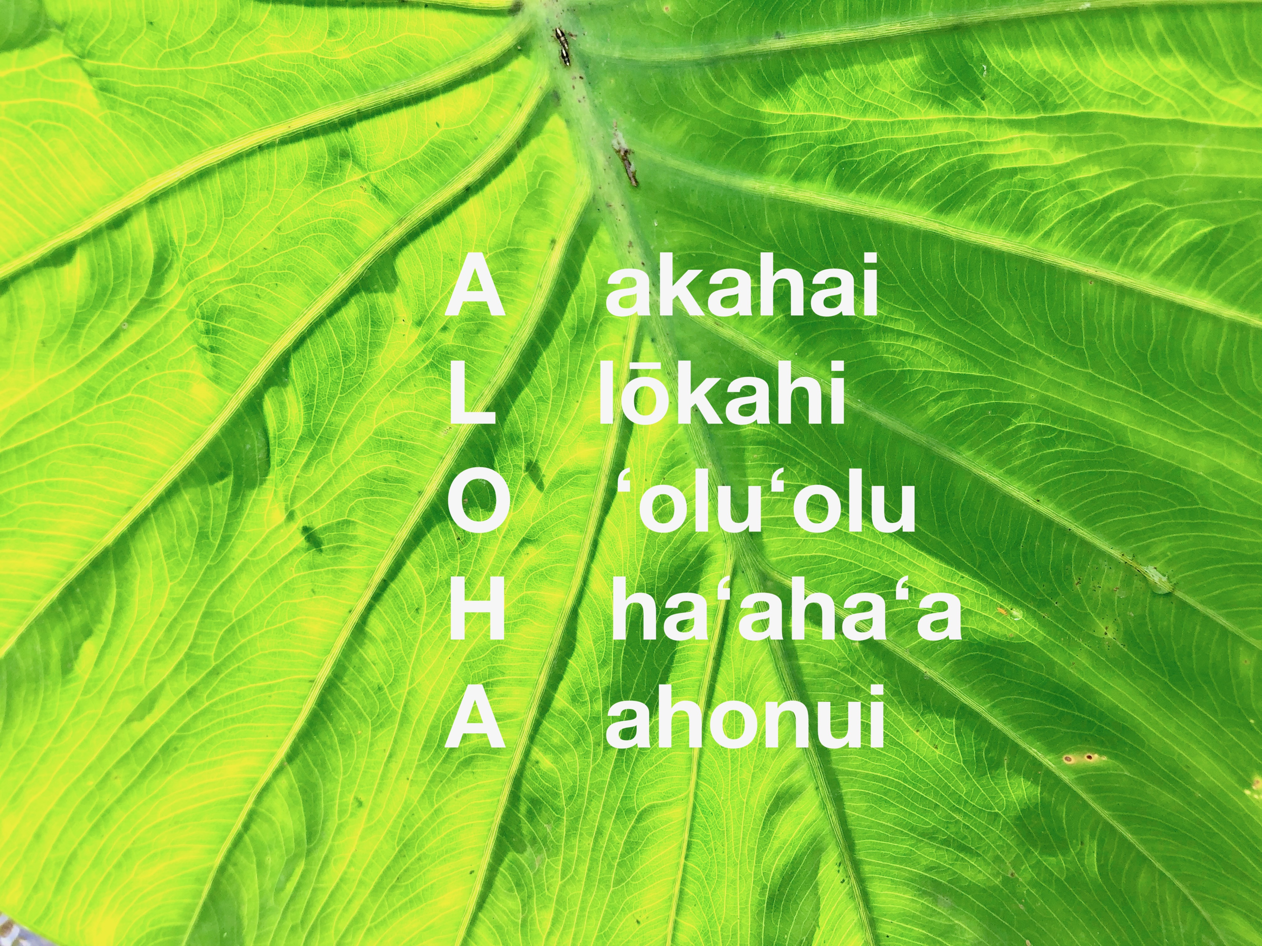 アロハが持つたくさんの意味 ハワイ州観光局公式ラーニングサイト