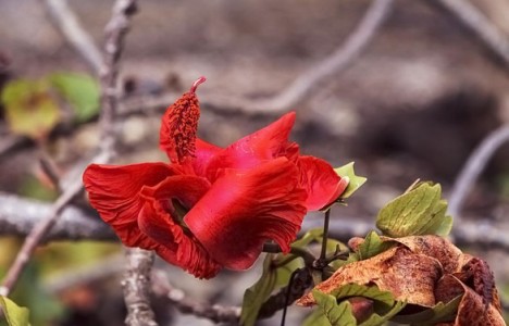 脅威に晒されるハワイの植物 ハワイ州観光局公式ラーニングサイト