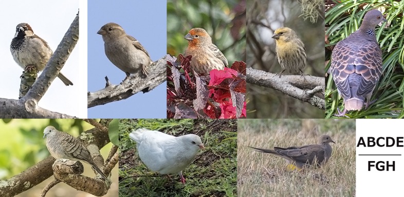 街中 郊外の鳥１ スズメ類 ハト類 他 ハワイ州観光局公式ラーニングサイト